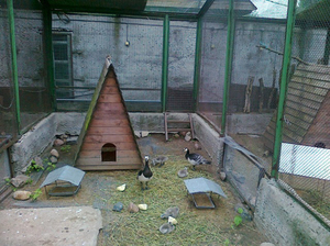 כיצד לצייד כראוי בית עופות איך לבנות בית עופות בעצמך