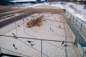 תנאים לגידול עופות האכלת פסיונים