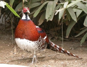 פסיון יהלום בחירת גזע פסיון לרבייה