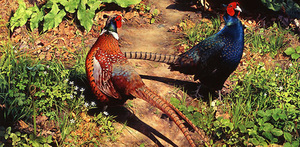 בחירת גזע פסיונים לרבייה סוגים וגזעים של פסיונים