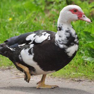 איך לגדל ברווזי מוסקובי