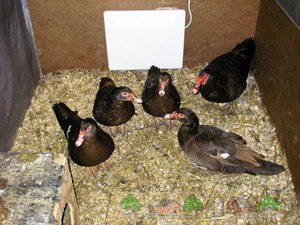 גידול ברווזי מוסקובי בבית