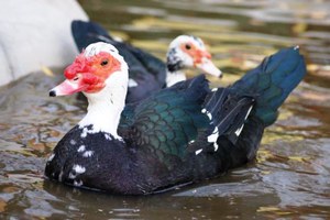 איך לשמור על ברווזים