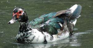 אילו תנאים נדרשים לגידול ברווזי מוסקובי?