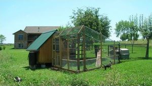 גידול תרנגולות בארץ