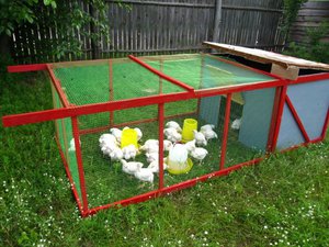 לול תרנגולות - פתרון פשוט