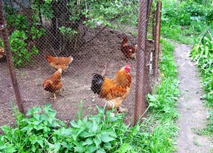 תרנגולות בגדר רשת - נוח ופשוט