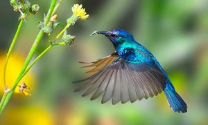 מה ואיך יונקי דבש אוכלים בטבע