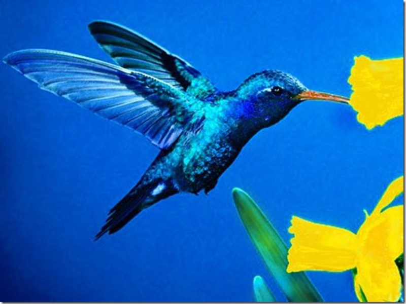 יונקי דבש מגיעים במגוון צבעים והם בהירים ומושכים מאוד.