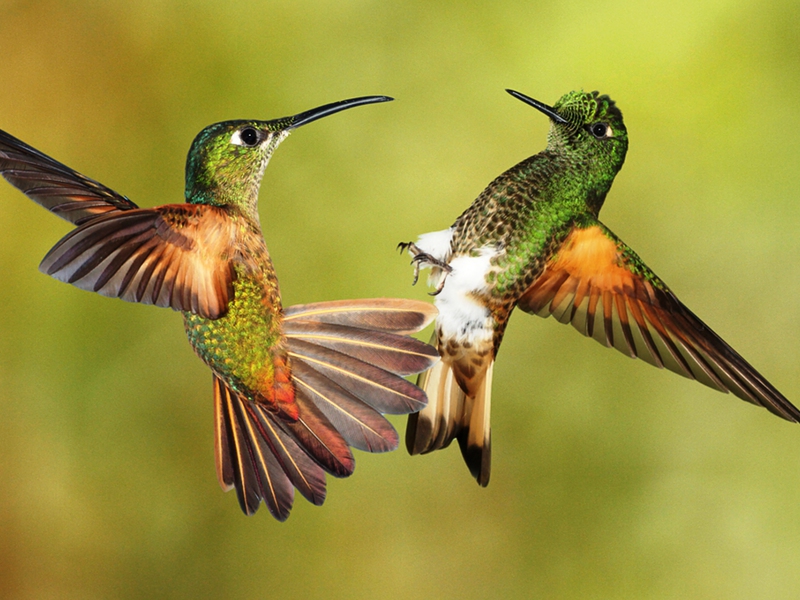 יונקי דבש זכרים מנהלים קרבות אוויריים אמיתיים על נקבות.