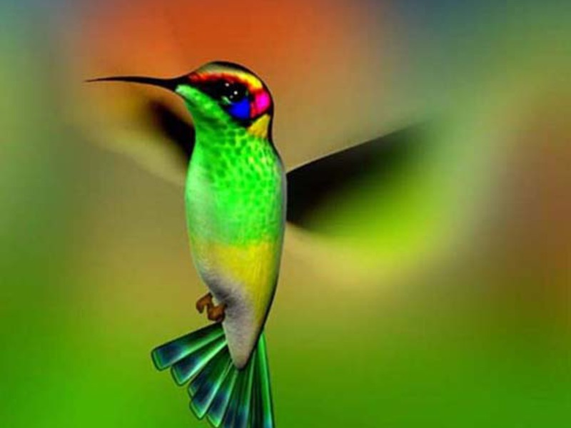 היכן חיים יונקי דבש? הם הציפורים הקטנות ביותר על פני כדור הארץ.