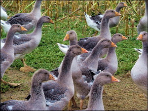 גידול, שמירה וטיפול באווזים בבית