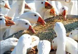 איך לטפל באווזים