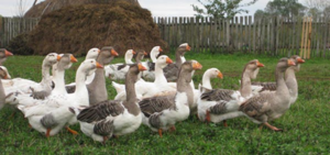 איך להכין לול לאווזים