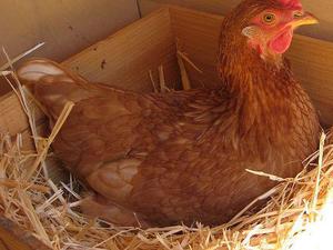 איך להאכיל תרנגולות כראוי