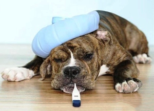 מחלות נפוצות בכלבים, תסמיניהן וסימניהן