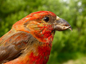 מקור צולב מצוי: תיאור, תזונה ורבייה