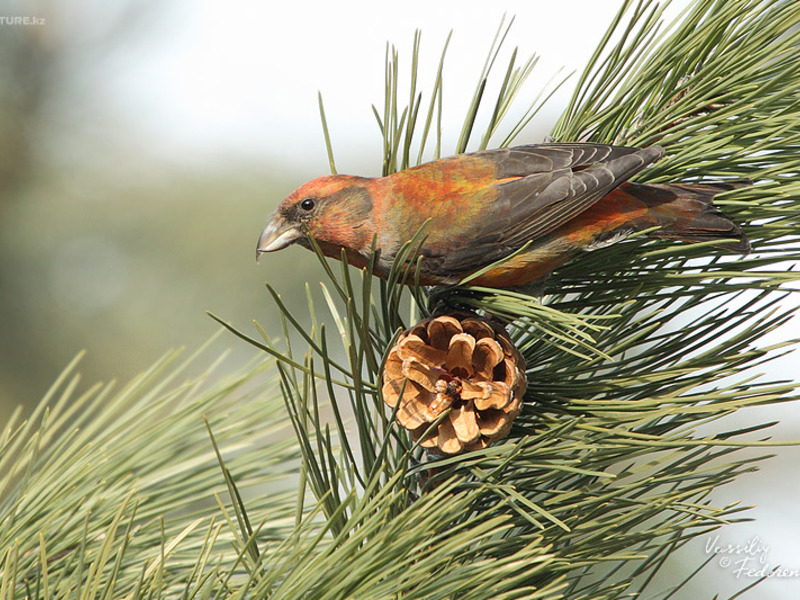קרוסביל מראה הציפור הצולבת