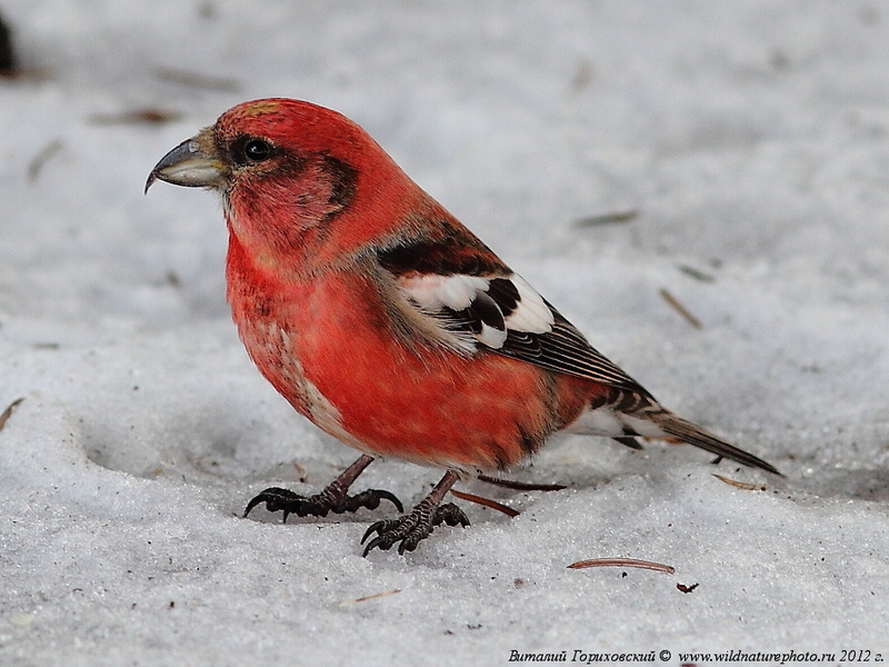 תיאור הציפור כיצד מקור הצלב מתרבה?