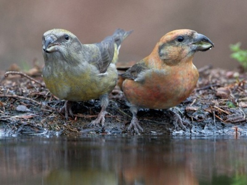 בית הגידול של הצלב גידול עופות בבית