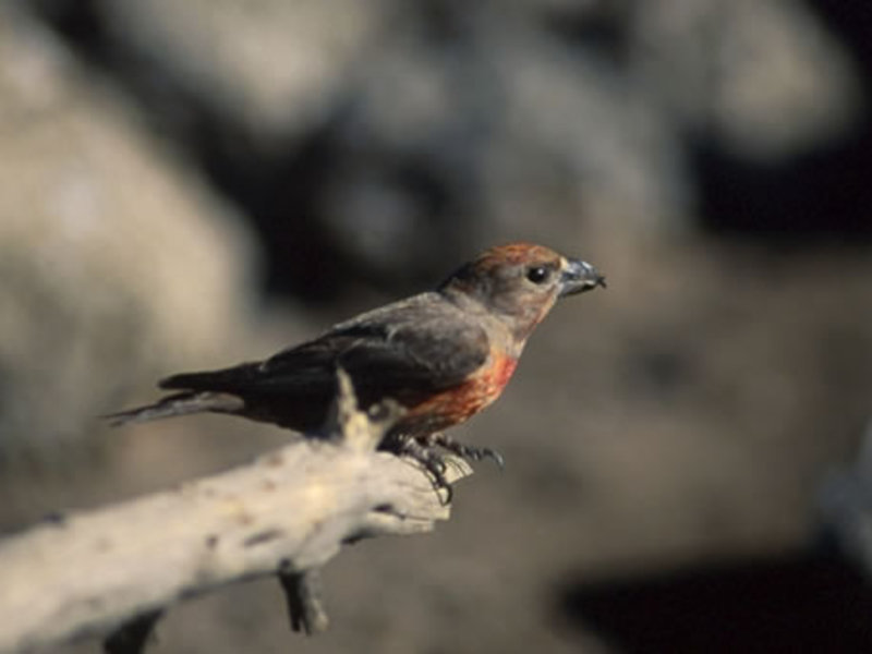 רבייה של ציפור הצלב מקורות צולבים לבני כנפיים