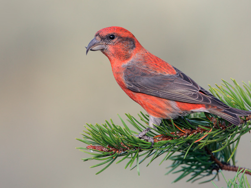 איפה אפשר לראות את ציפור הצלב? קרוסביל