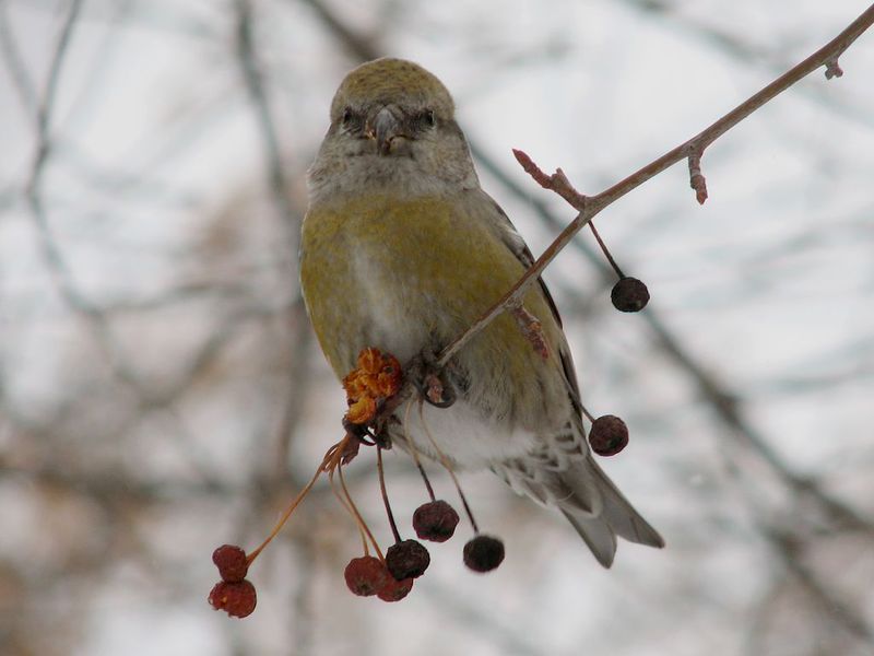 קרוסביל הצלבנים פעילים במיוחד