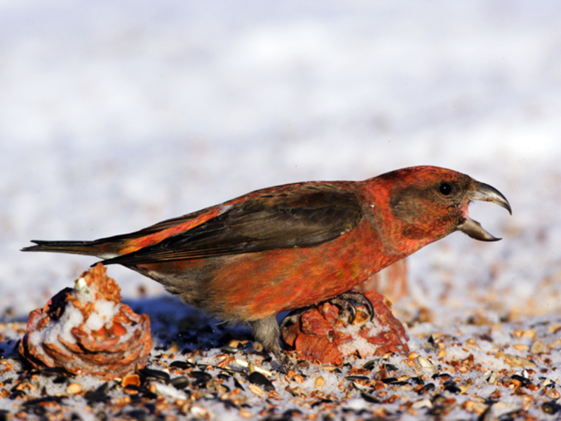 כיצד ניזון הצלב? אורח החיים של הצלב-מקורים