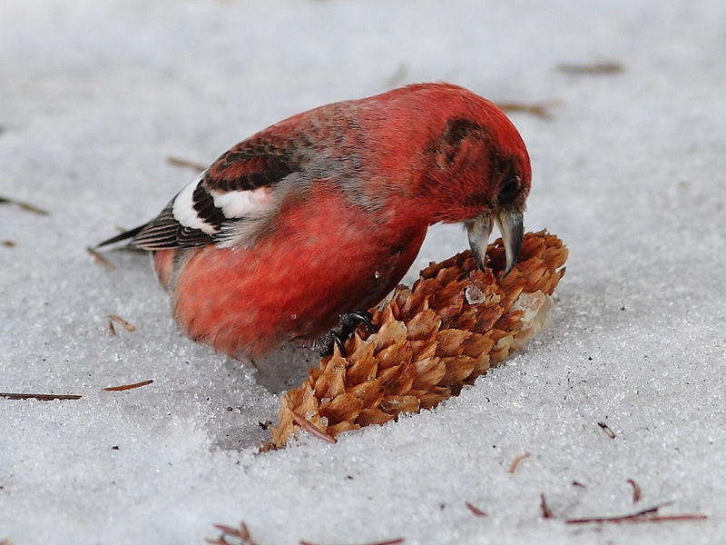 מה אוכל הצלב-מקור? בית גידול של מקורים צולבים