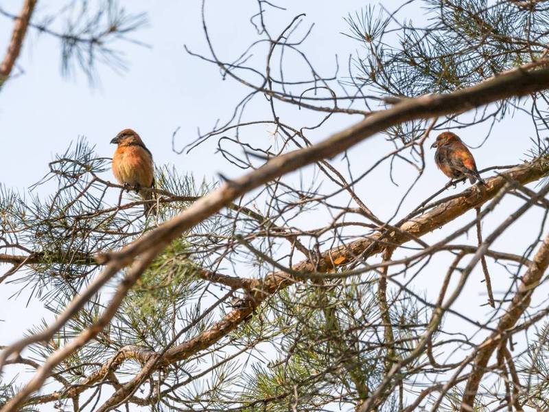תיאור ציפור הצלב איך מקור הצלב חורף