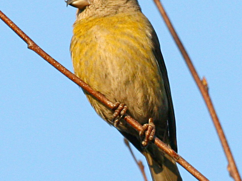 קרוסביל קרוסביל