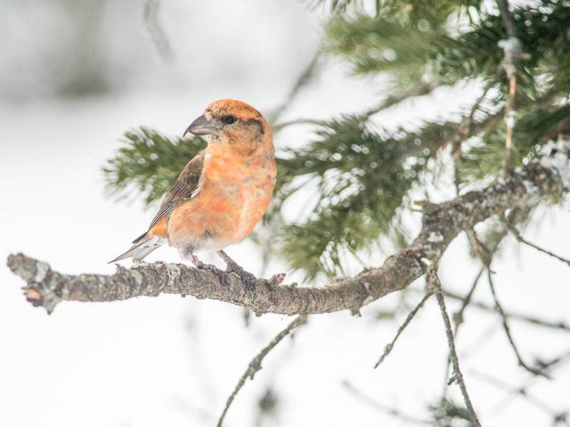 היכן חי הצלב-מקור? מקורות צולבים לבני כנפיים