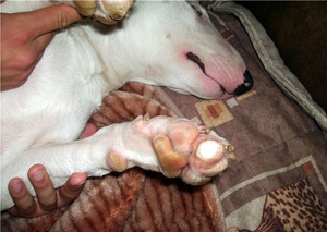 כלבת בכלבים - שיטות טיפול