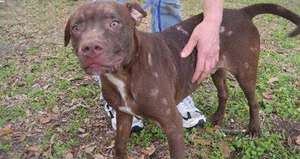 כיצד לקבוע מה משמעות פריחות עור בכלבים