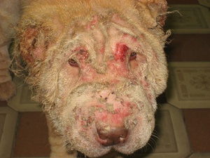 דמודיקוזיס בכלבים - מה זה?