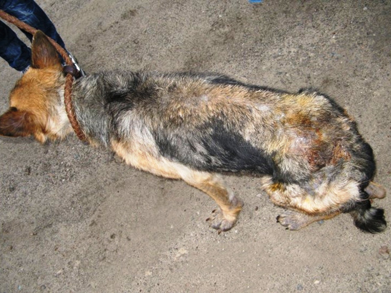 מחלות עור בכלבים - כיצד לזהות את המחלה