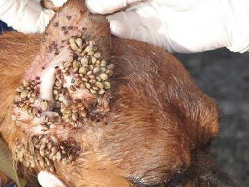 קרדית אוזניים - בדיקת אוזני חיית המחמד שלכם