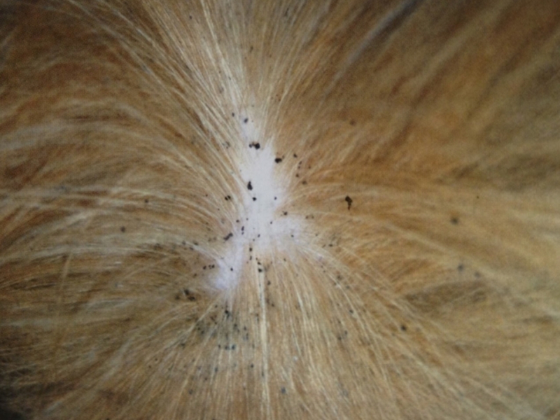 פרעושים על כלבים - איך להיפטר מהם?