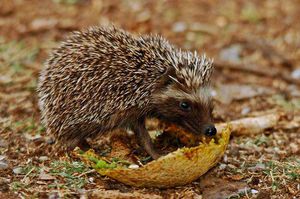 מה אוכלים קיפודים? מה אוכל קיפוד?