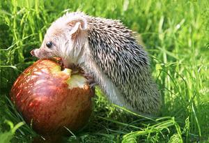 מה קיפוד אוכל בבית? תזונת קיפודים בטבע