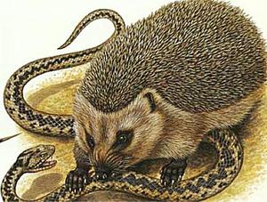 סוגי קיפודים תיאור של חיה קיפוד