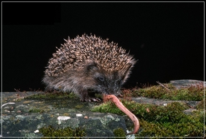 היתרונות והנזקים של קיפודים בית גידול של קיפוד