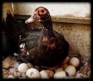 איך ברווזי מוסקובי בוקעים את צאצאיהם מתי ברווז מוסקובי מתחיל להטיל ביצים?