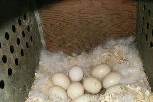 איך להניח ברווז מוסקובי על ביצים כמה זמן דוגר ברווז מוסקובי על ביצים?