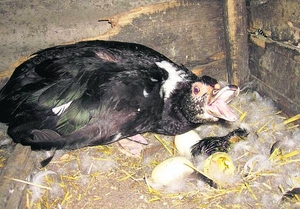 גידול ברווזי מוסקובי