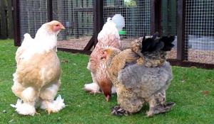 הכל על תרנגולות ברהמה