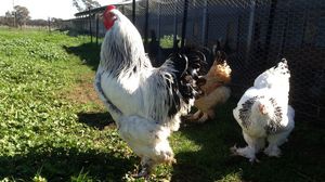 גידול תרנגולות ברהמה