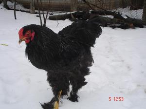 שער אפל תרנגולות ברהמה