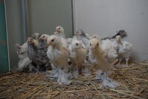 אפרוח ברהמה תרנגולות ברהמה