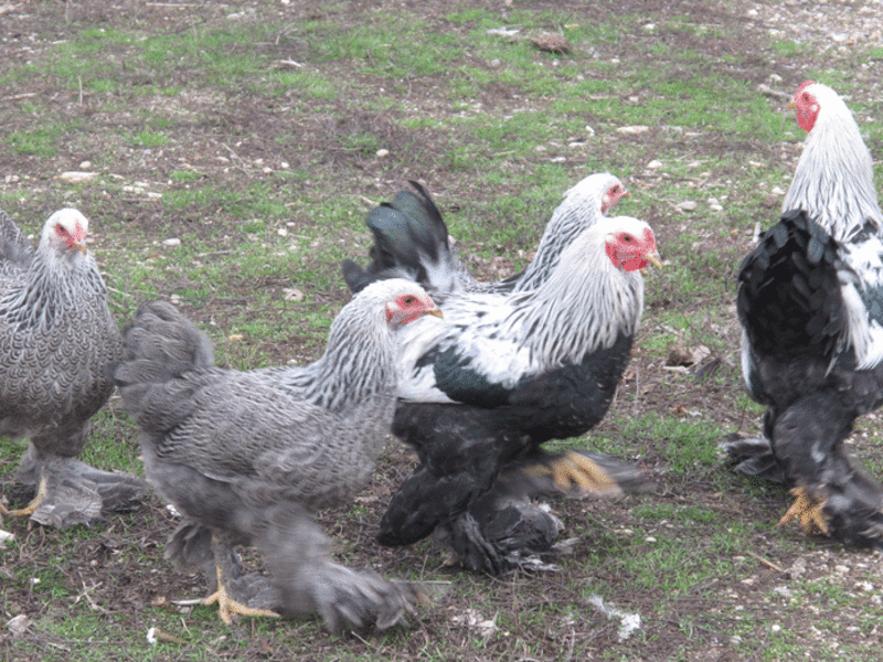 תרנגולות ברהמה תנאים לגידול תרנגולות ברהמה